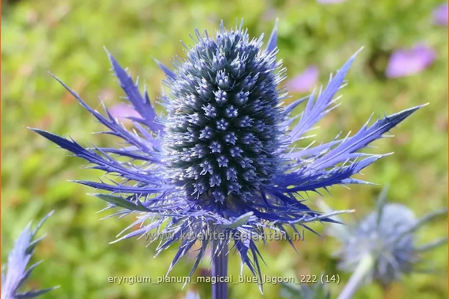 Eryngium planum 'Magical Blue Lagoon'