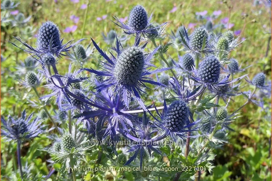 Eryngium planum 'Magical Blue Lagoon'
