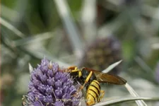 Eryngium variifolium