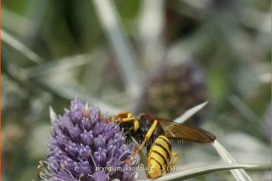 Eryngium variifolium
