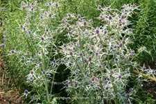 Eryngium variifolium