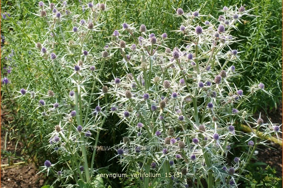 Eryngium variifolium