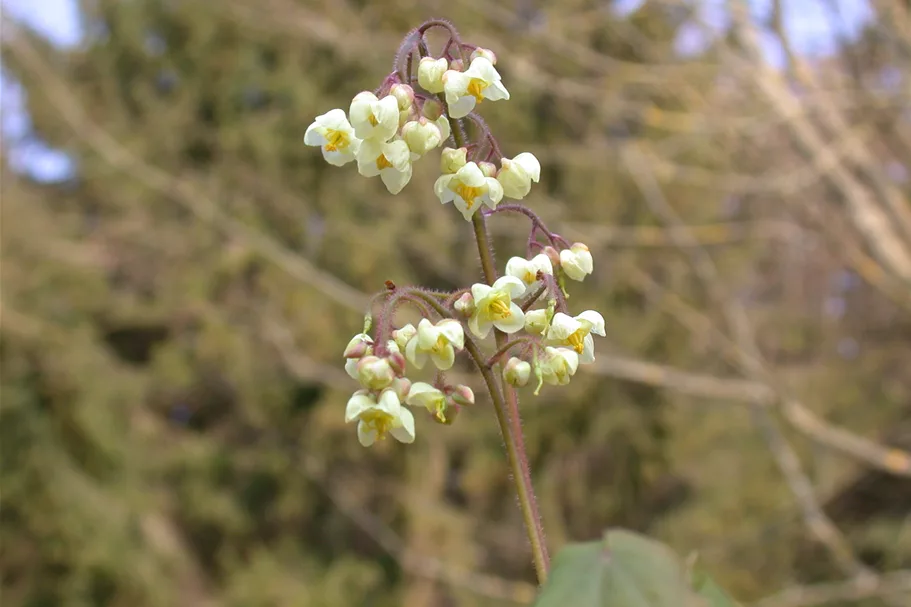 Epimedium pubigerum