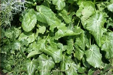 Eryngium variifolium