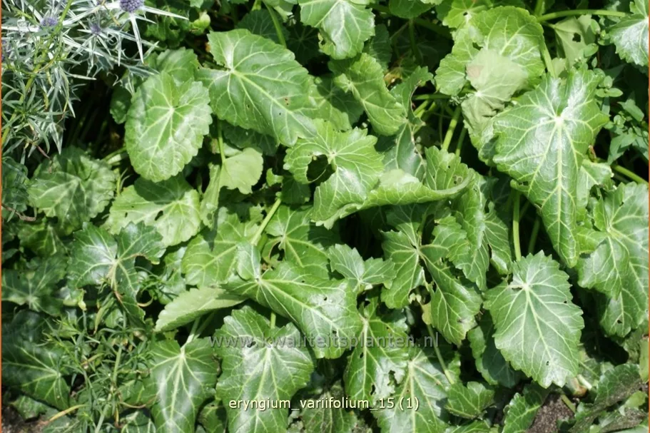 Eryngium variifolium