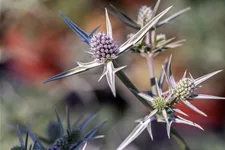Eryngium variifolium
