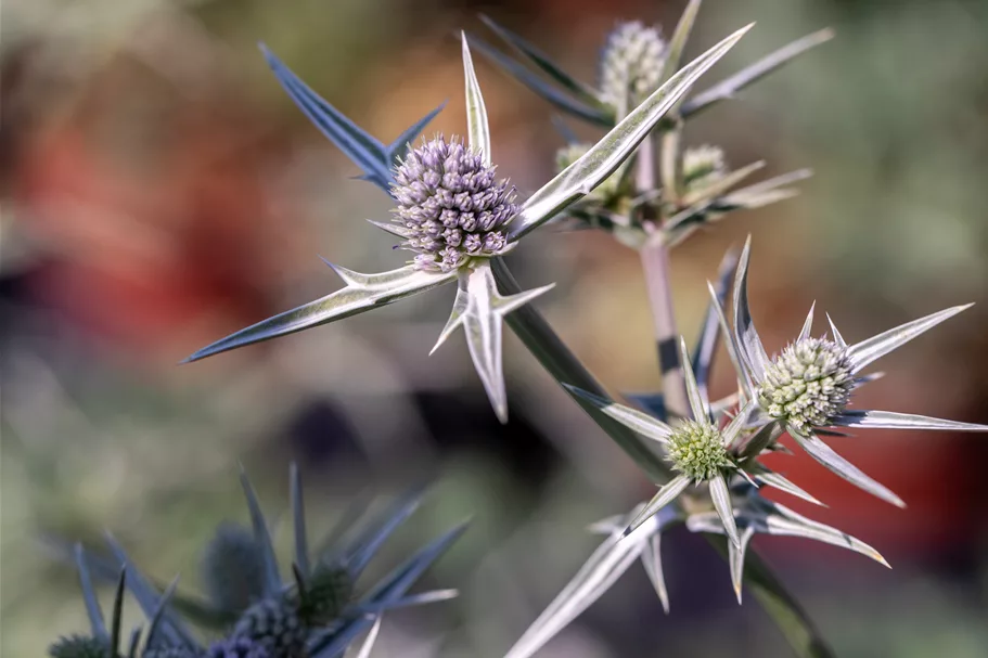 Eryngium variifolium