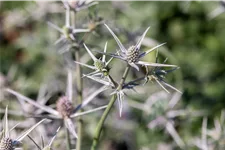 Eryngium variifolium