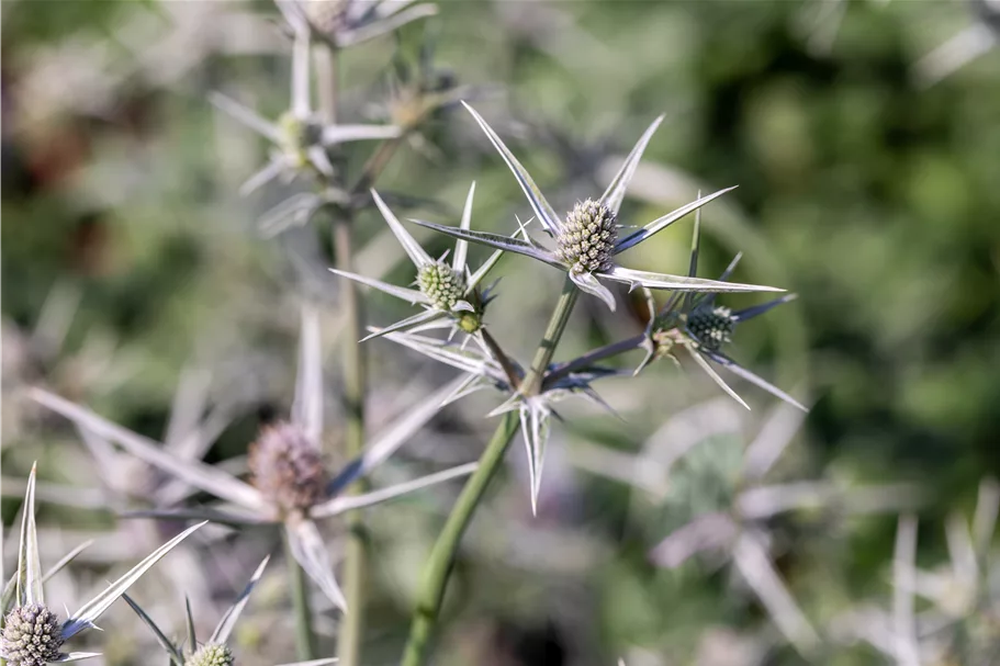 Eryngium variifolium