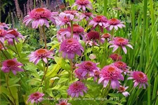 Echinacea purpurea 'Pink Double Delight'