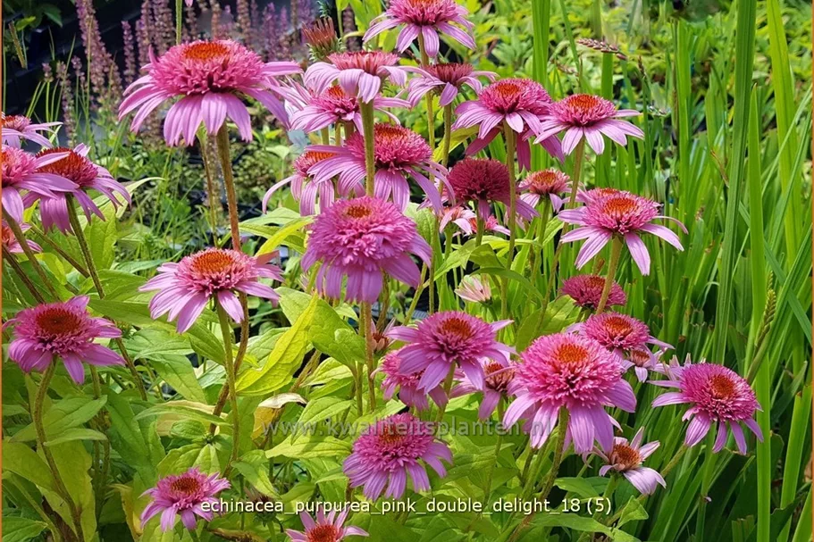 Echinacea purpurea 'Pink Double Delight'