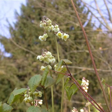 Epimedium pubigerum