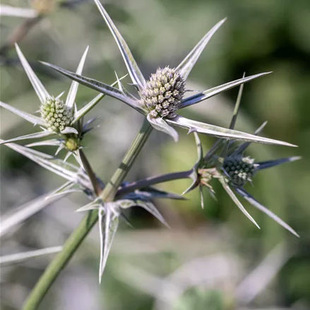 Eryngium variifolium