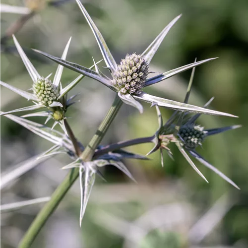 Eryngium variifolium