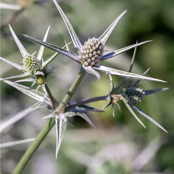 Eryngium variifolium