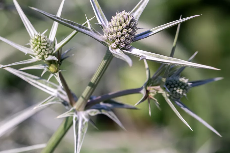 Eryngium variifolium
