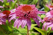 Echinacea purpurea 'Pink Double Delight'