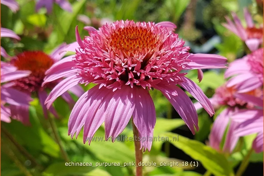 Echinacea purpurea 'Pink Double Delight'