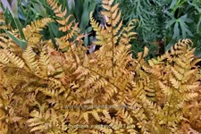 Dryopteris erythrosora