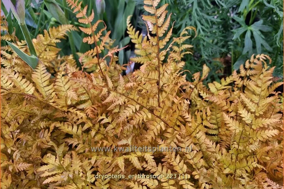 Dryopteris erythrosora