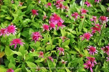 Echinacea purpurea 'Pink Double Delight'
