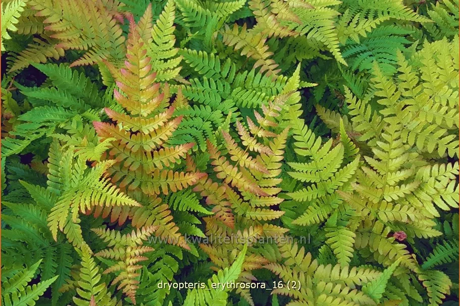 Dryopteris erythrosora