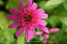 Echinacea purpurea 'Pink Double Delight'