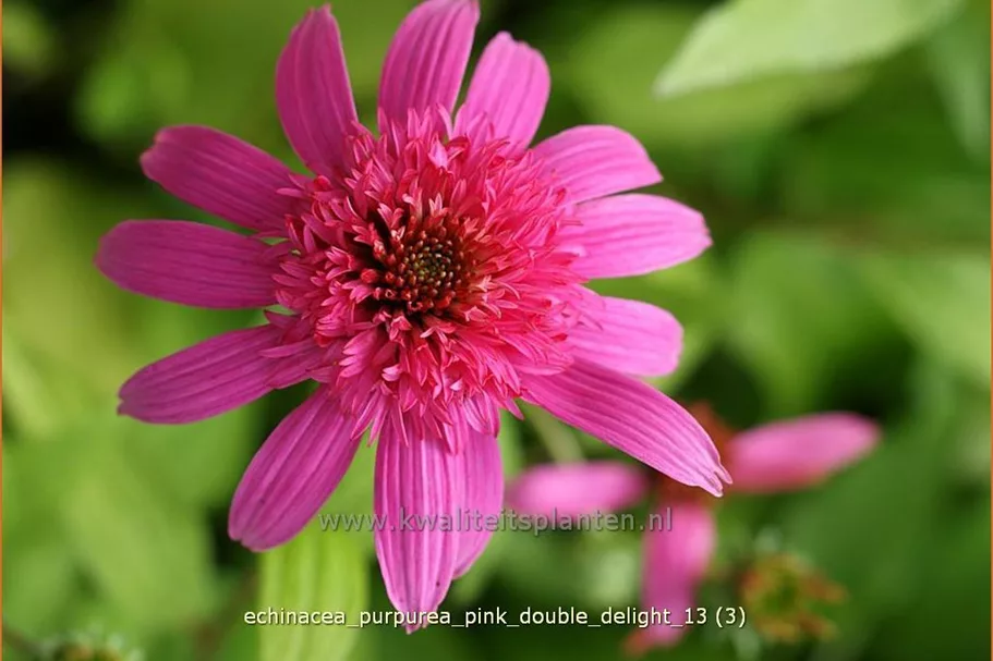 Echinacea purpurea 'Pink Double Delight'