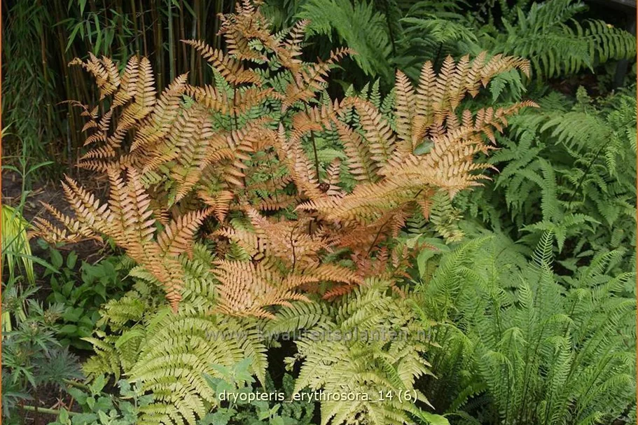 Dryopteris erythrosora