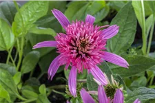 Echinacea purpurea 'Pink Double Delight'