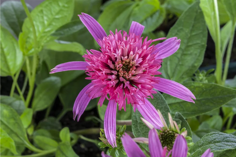 Echinacea purpurea 'Pink Double Delight'