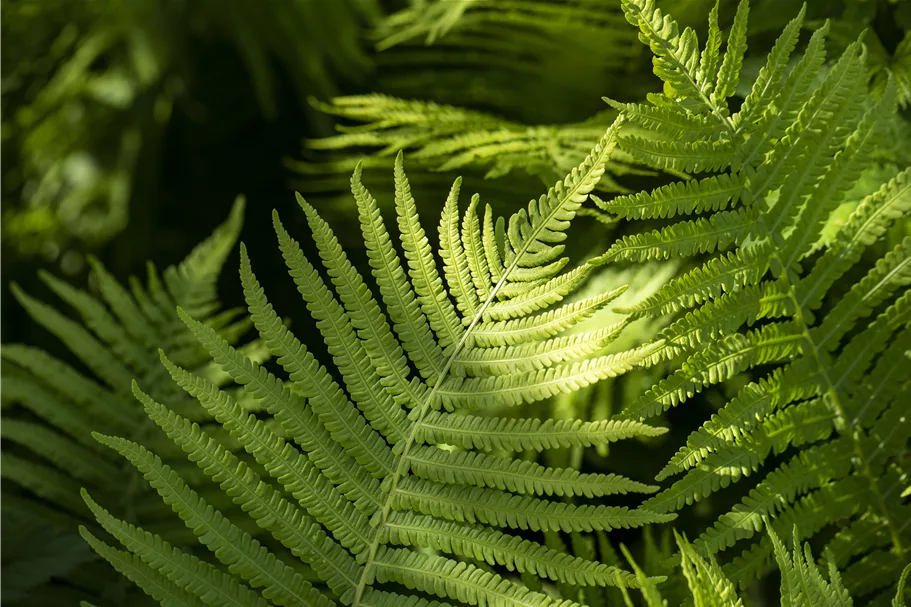 Dryopteris erythrosora