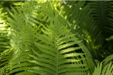 Dryopteris erythrosora