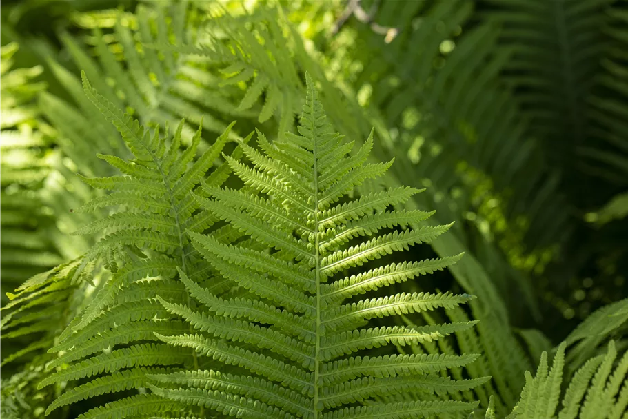 Dryopteris erythrosora