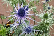 Eryngium zabelii 'Violetta' Staude im 9x9 cm Vierecktopf