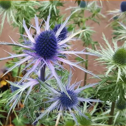Eryngium zabelii 'Violetta'