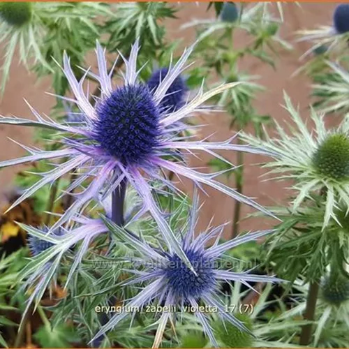 Eryngium zabelii 'Violetta'