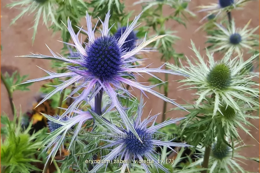 Eryngium zabelii 'Violetta' Staude im 9x9 cm Vierecktopf