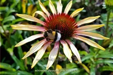 Echinacea purpurea 'Pink Tip'®