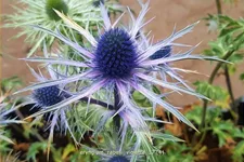 Eryngium zabelii 'Violetta' Staude im 9x9 cm Vierecktopf