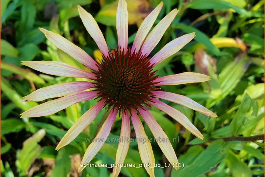 Echinacea purpurea 'Pink Tip'®