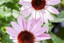 Echinacea purpurea 'Pink Tip'®