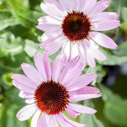 Echinacea purpurea 'Pink Tip'®