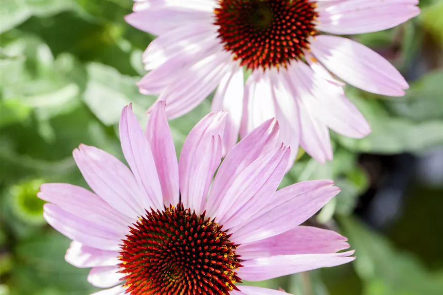 Echinacea purpurea 'Pink Tip'®
