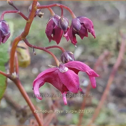 Epimedium 'Royal Purple'