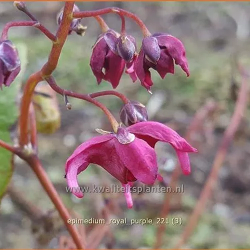 Epimedium 'Royal Purple'