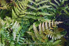 Dryopteris erythrosora var. prolifica