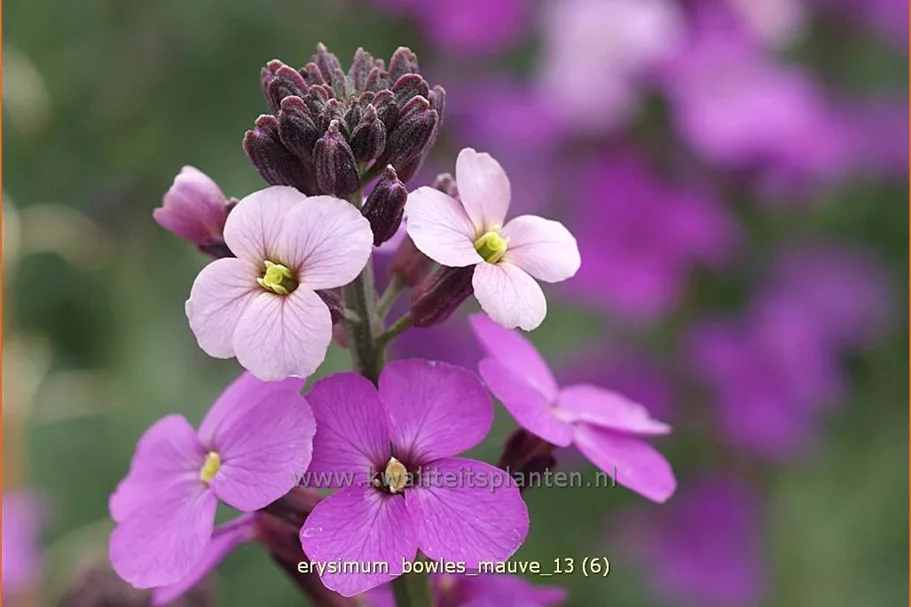 Erysimum linifolium 'Bowles Mauve'