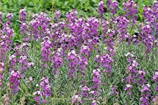 Erysimum linifolium 'Bowles Mauve'