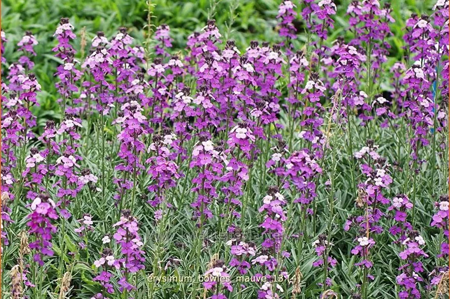 Erysimum linifolium 'Bowles Mauve'